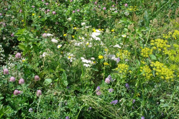 PVM Multi-annual mixture herb-rich zoom / flower-rich grassland no. 1