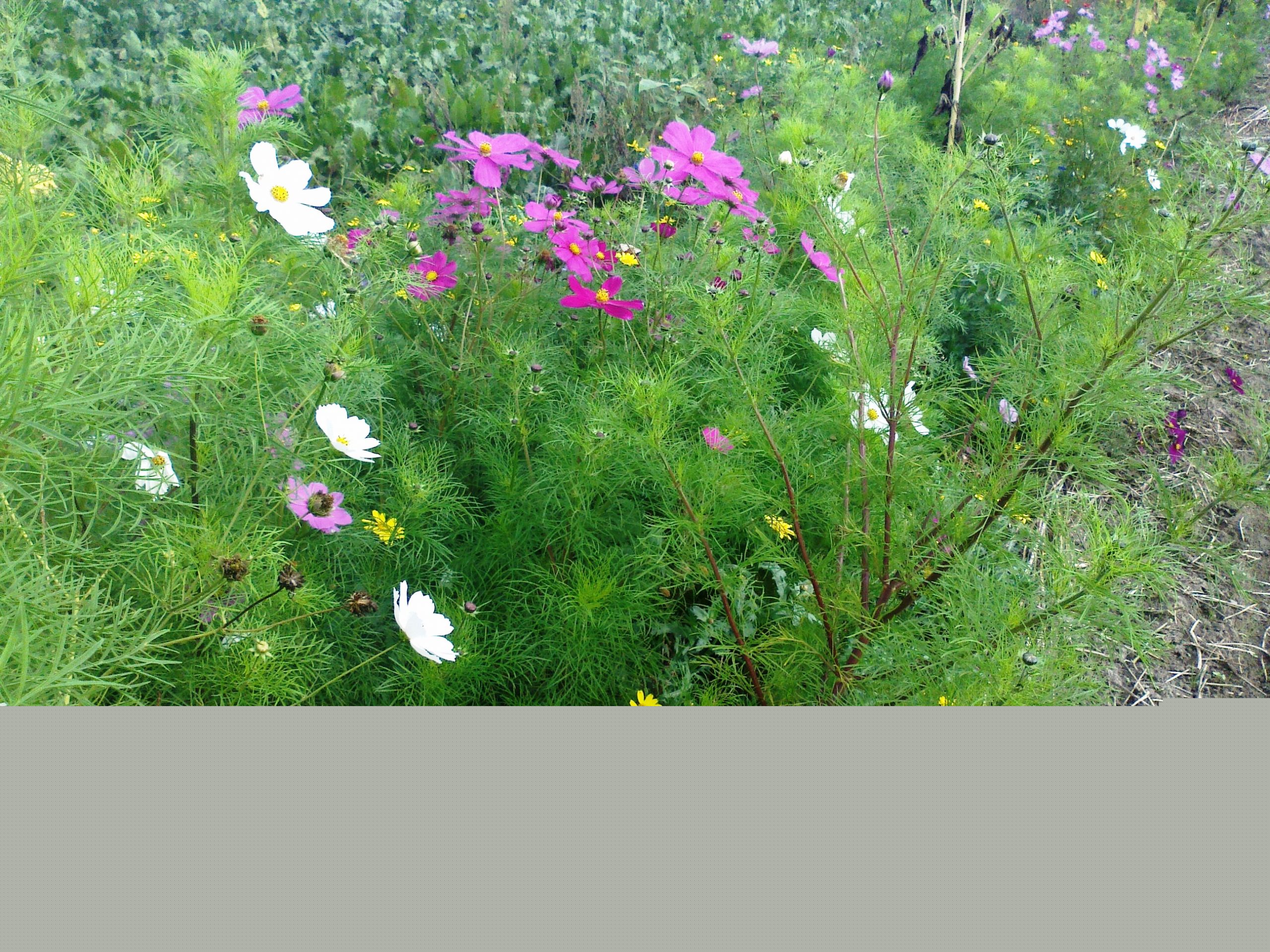 915.521 FAB wildakker 07 hoogweg okt. 2014