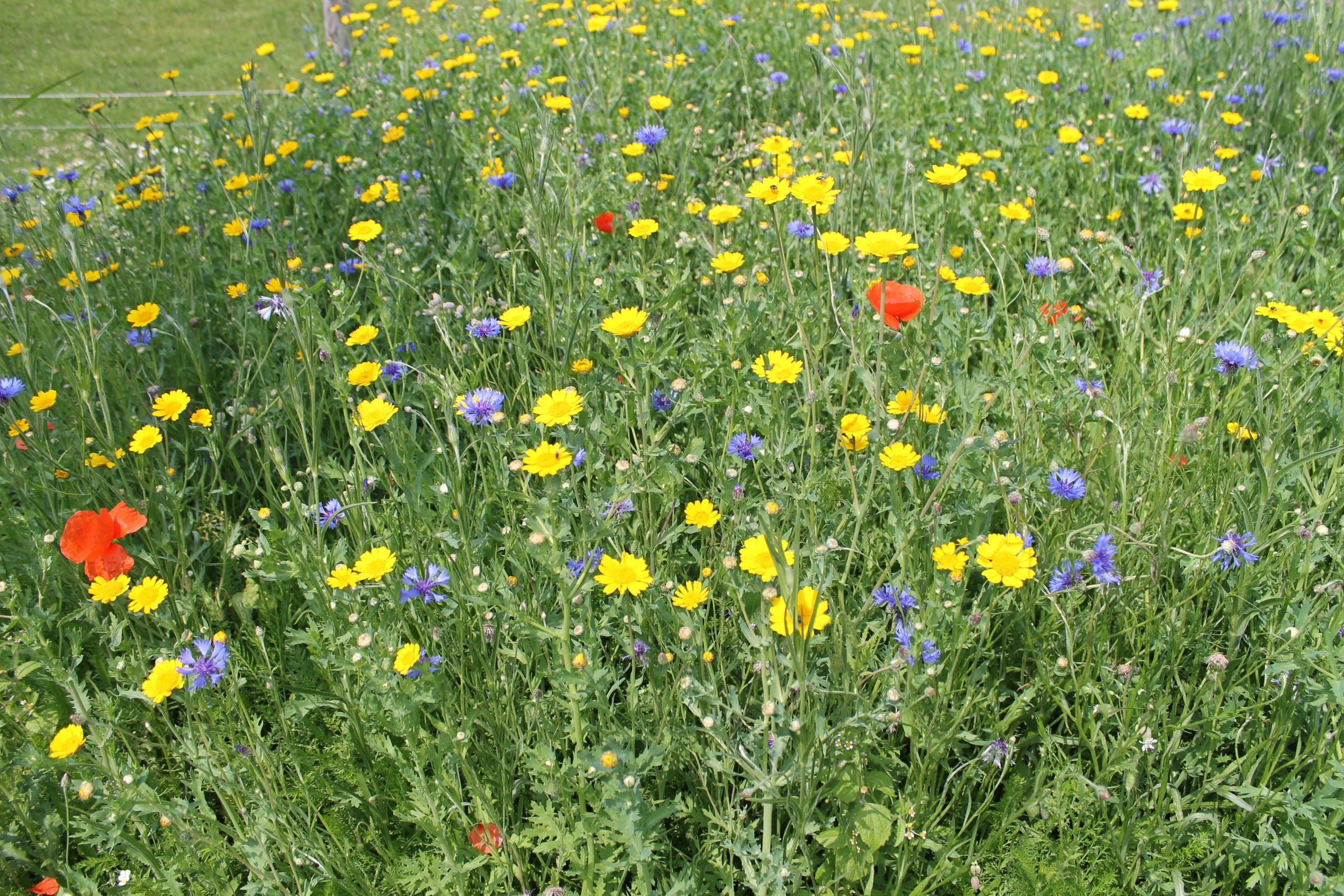 915.560 PVM Zonminnend