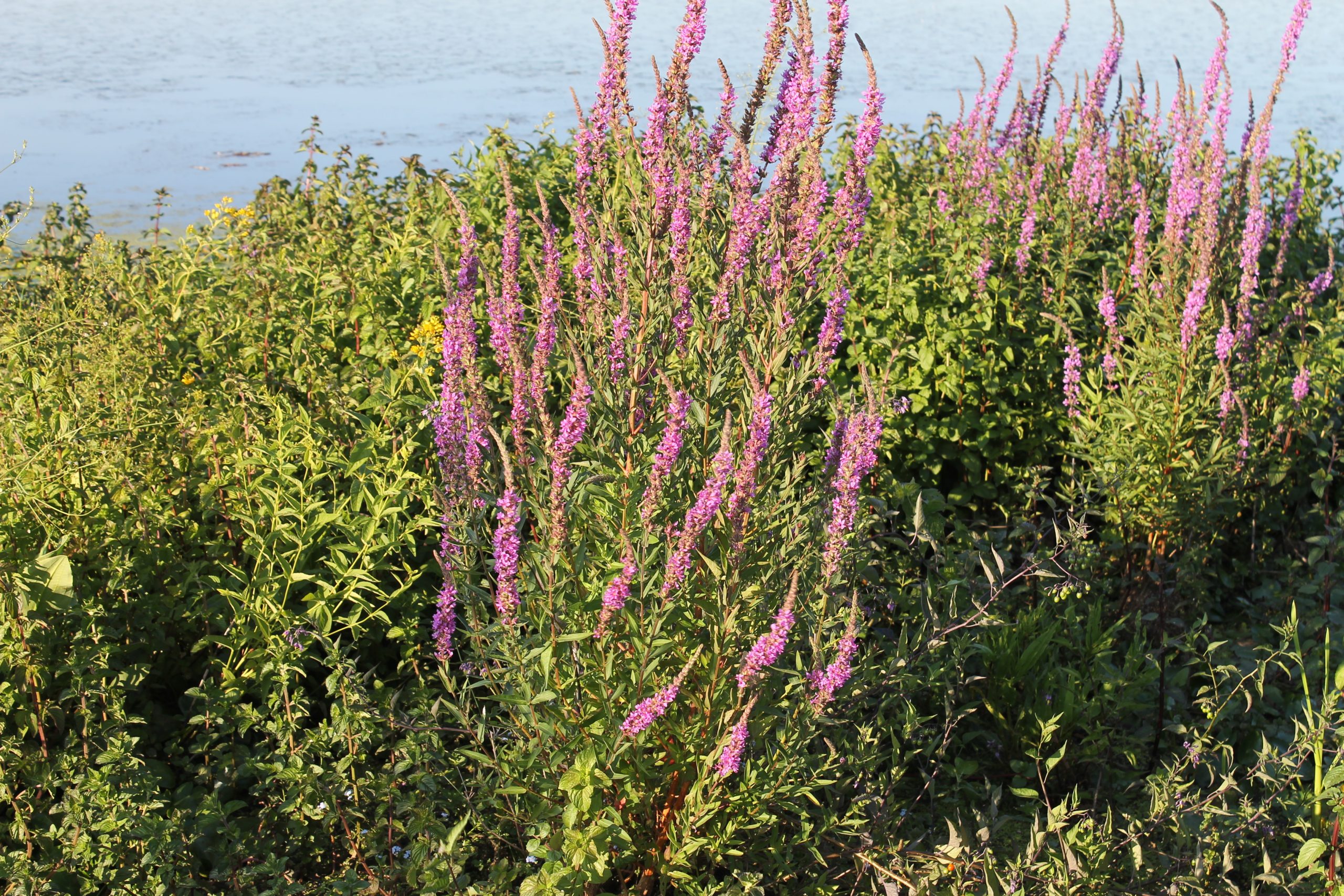 915.564 PVM Floramengsel 5