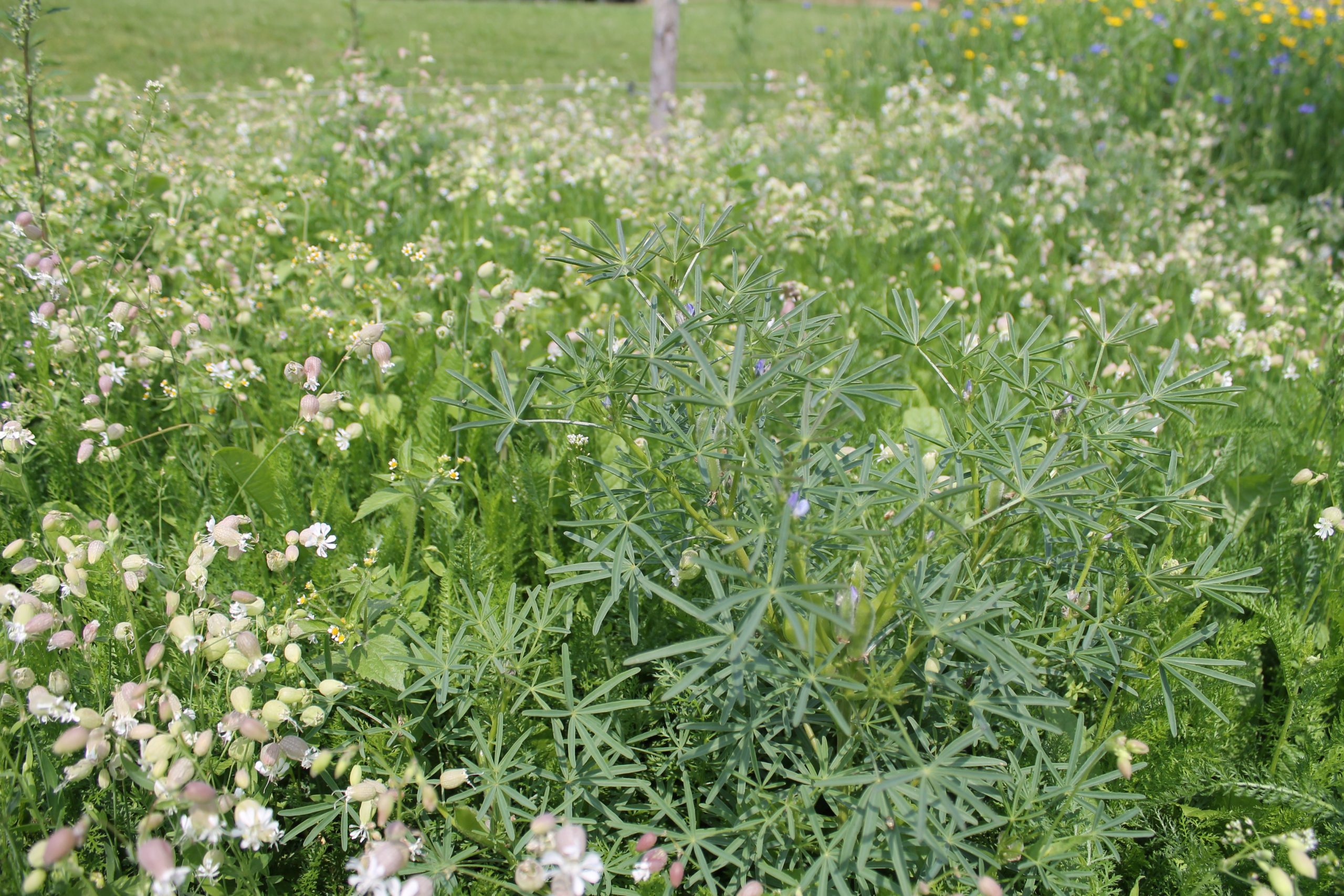 915.566 PVM Mengsel nr. 7 (3)