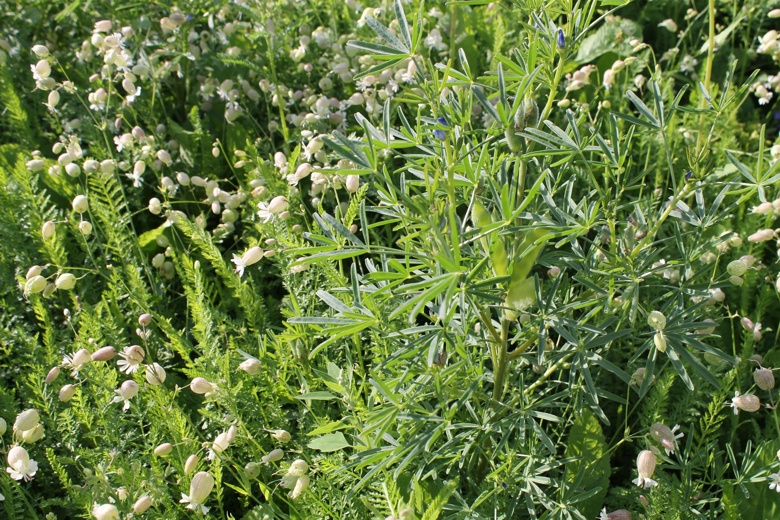 915.566 PVM mengsel nr. 7 (4)