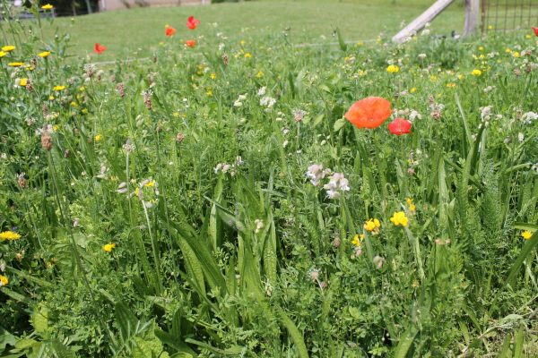 915.567-PVM-mengsel-nr.-1-scaled-600x400 (1)