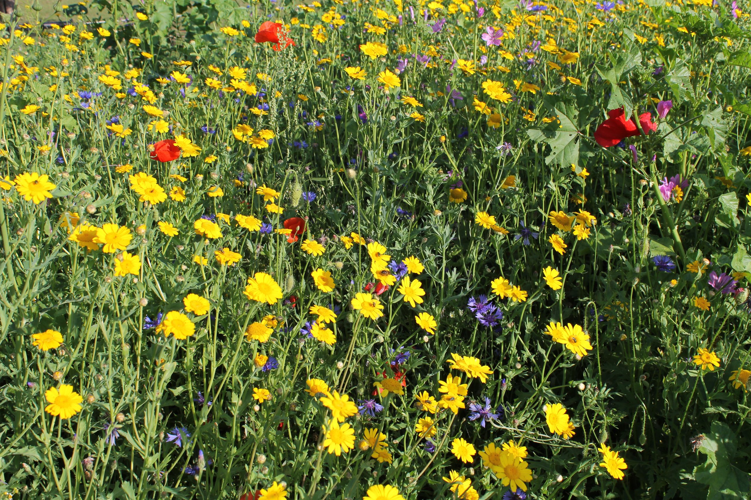 915.568 PVM Mengsel nr. 2 (5)