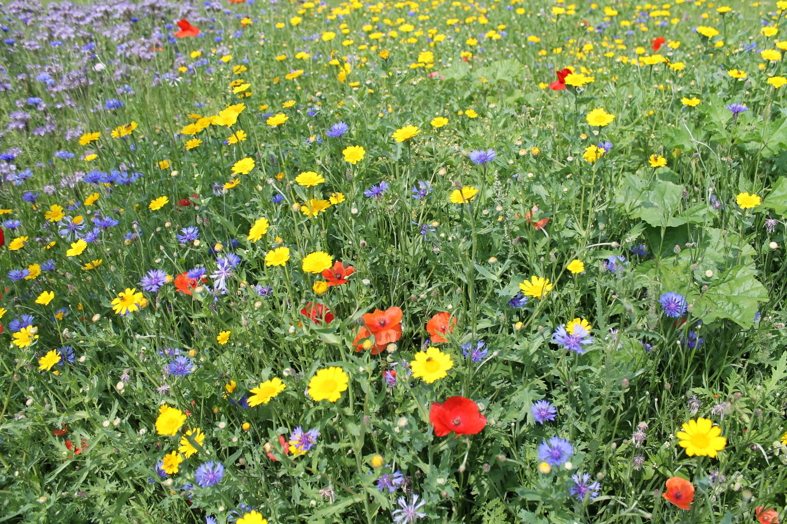 915.568 PVM mengsel nr. 2 (4)