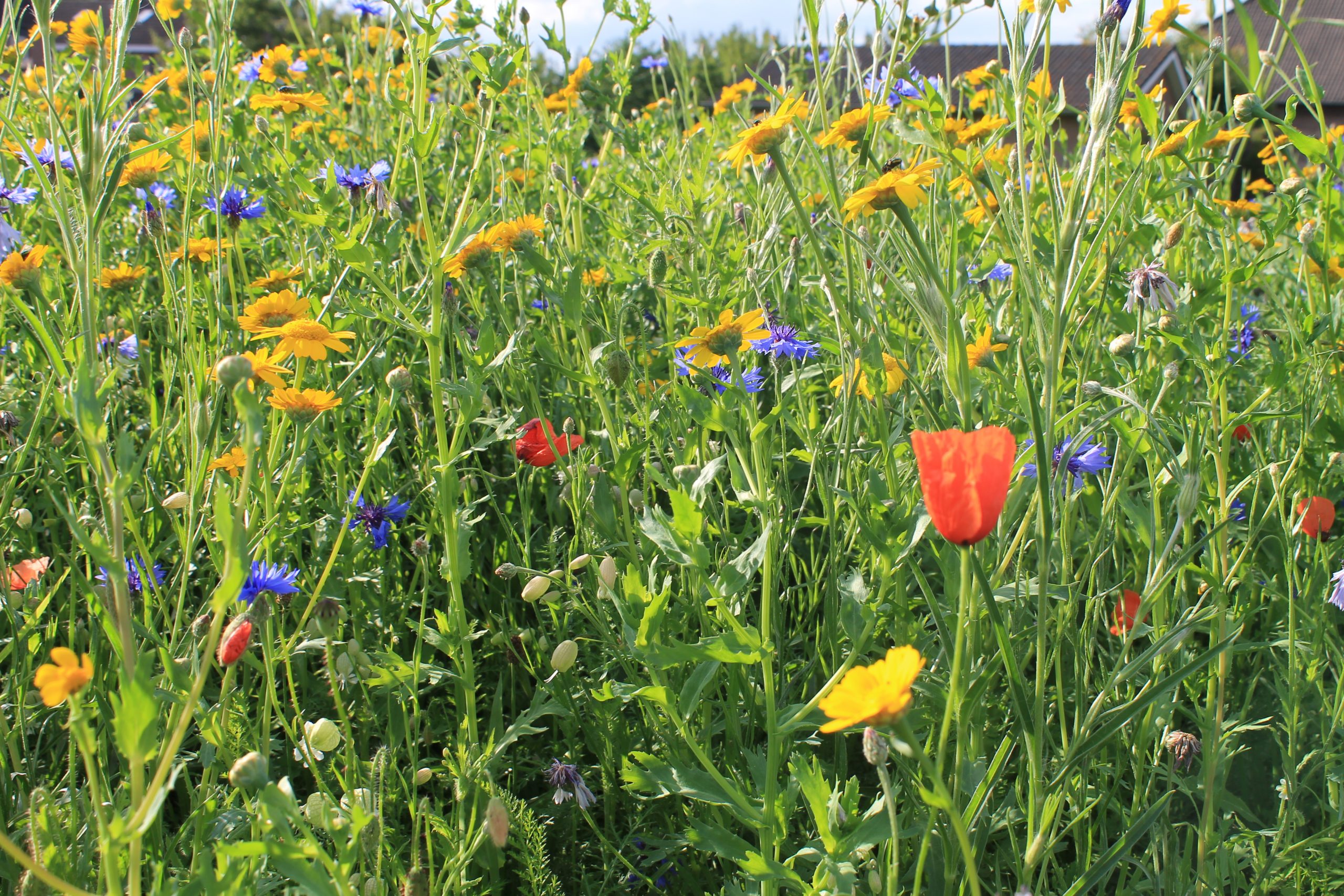 915.569 PPM Mixture No. 3 (2)