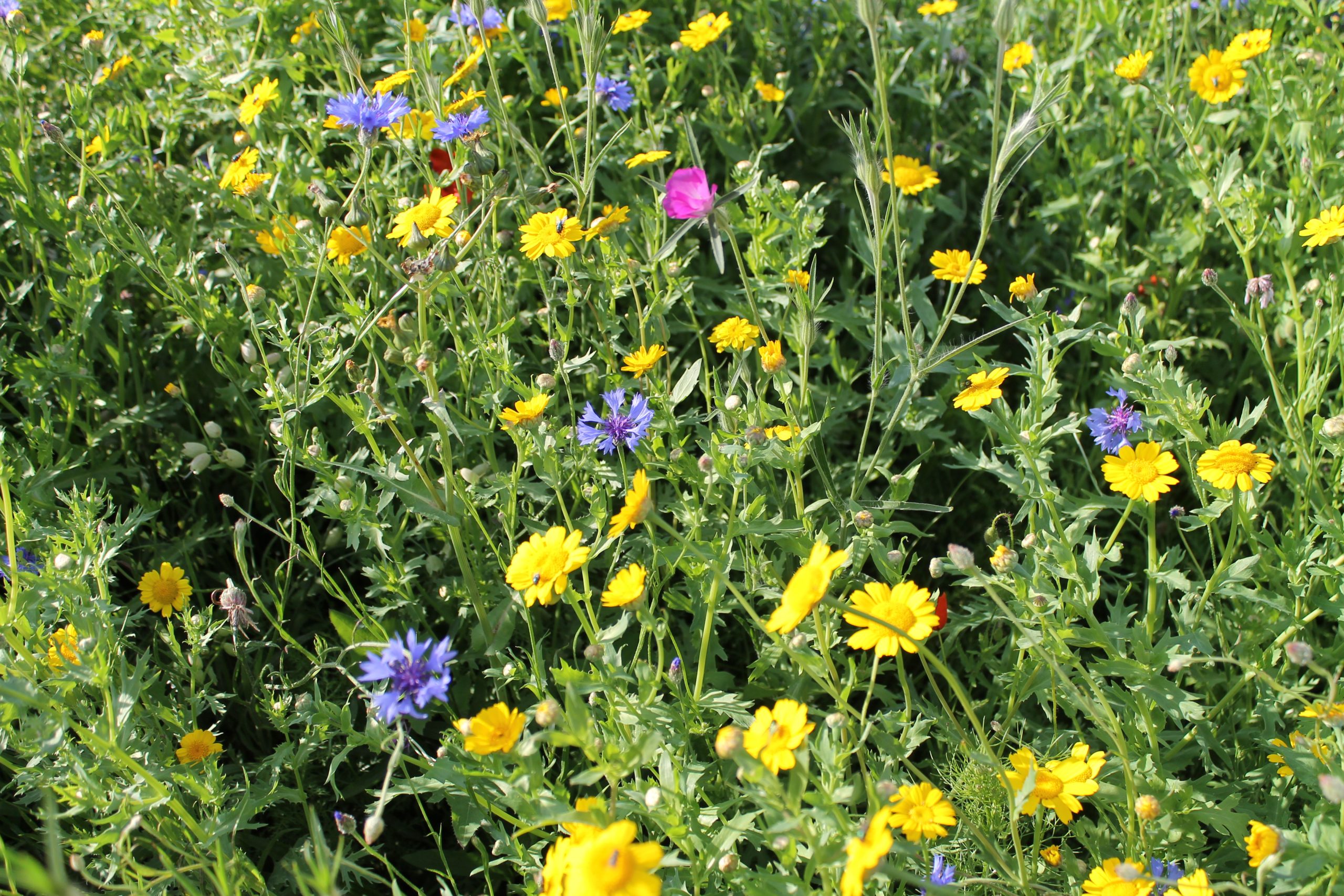 915.569 PVM mixture no. 3