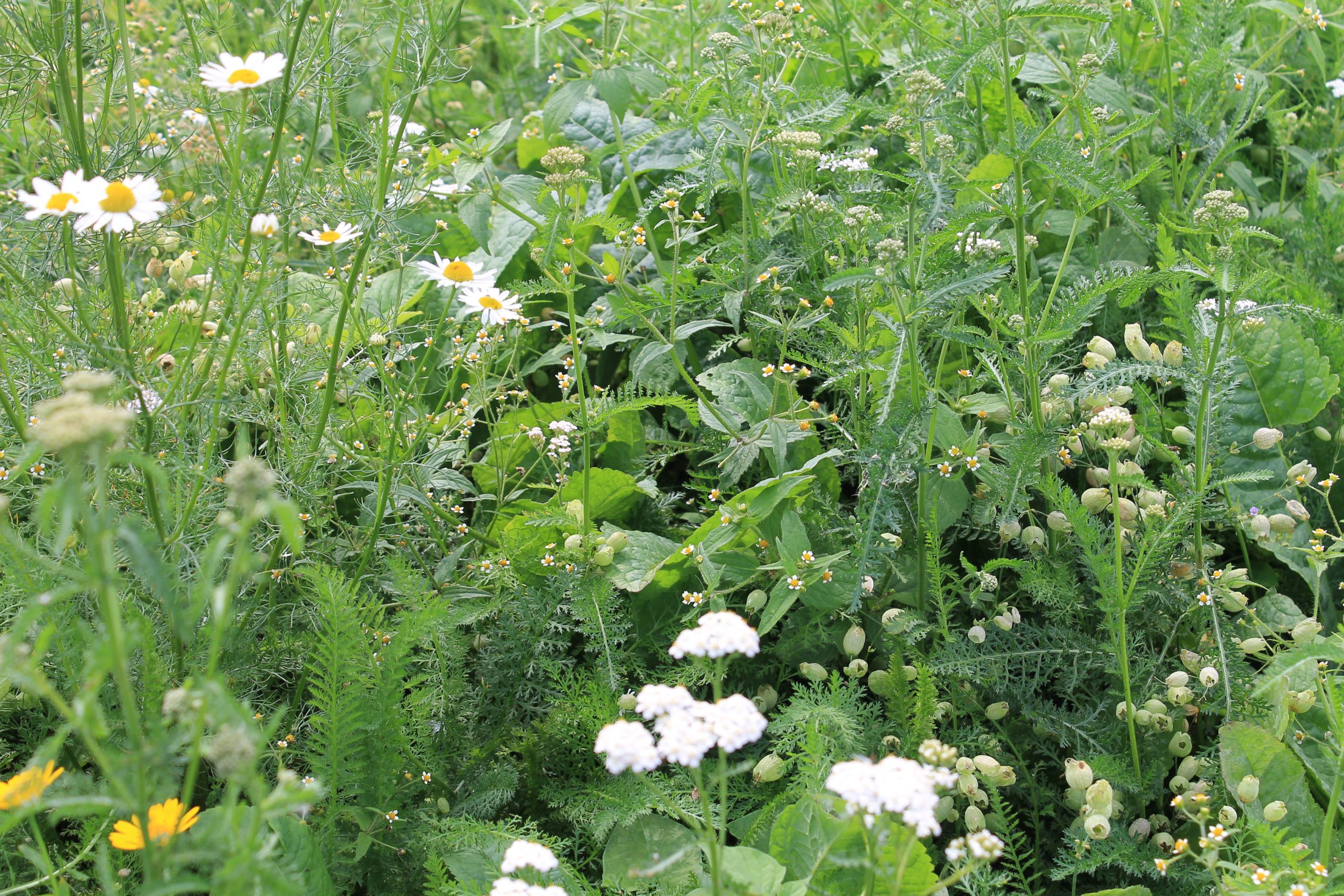 915.573 PVM mengsel nr. 8