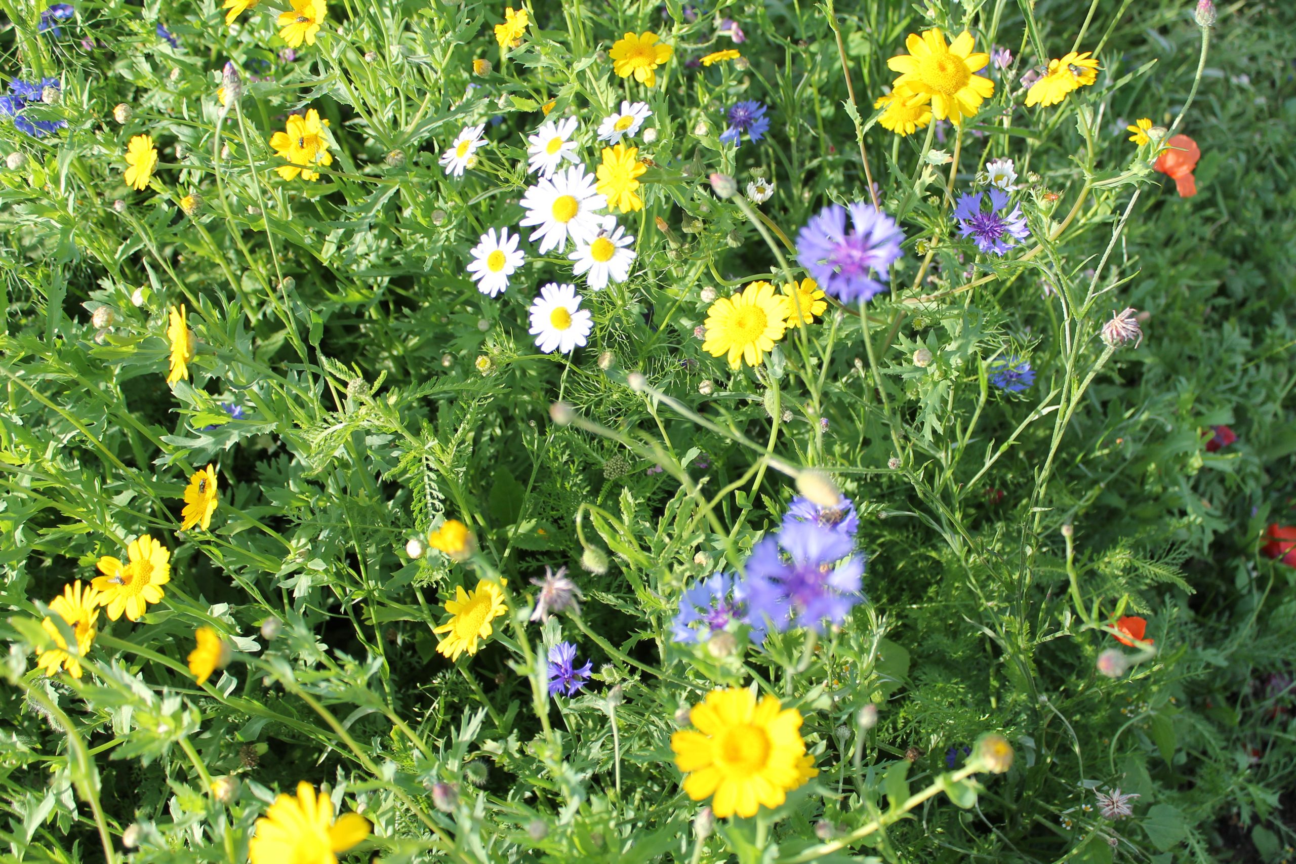 915.577 PVM mengsel nr. 10 (2)