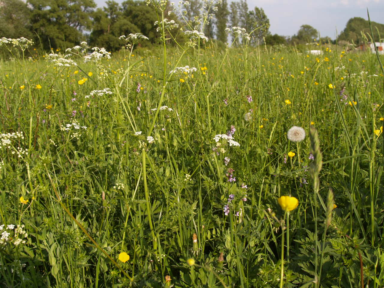 915.593 Floramengsel 3A