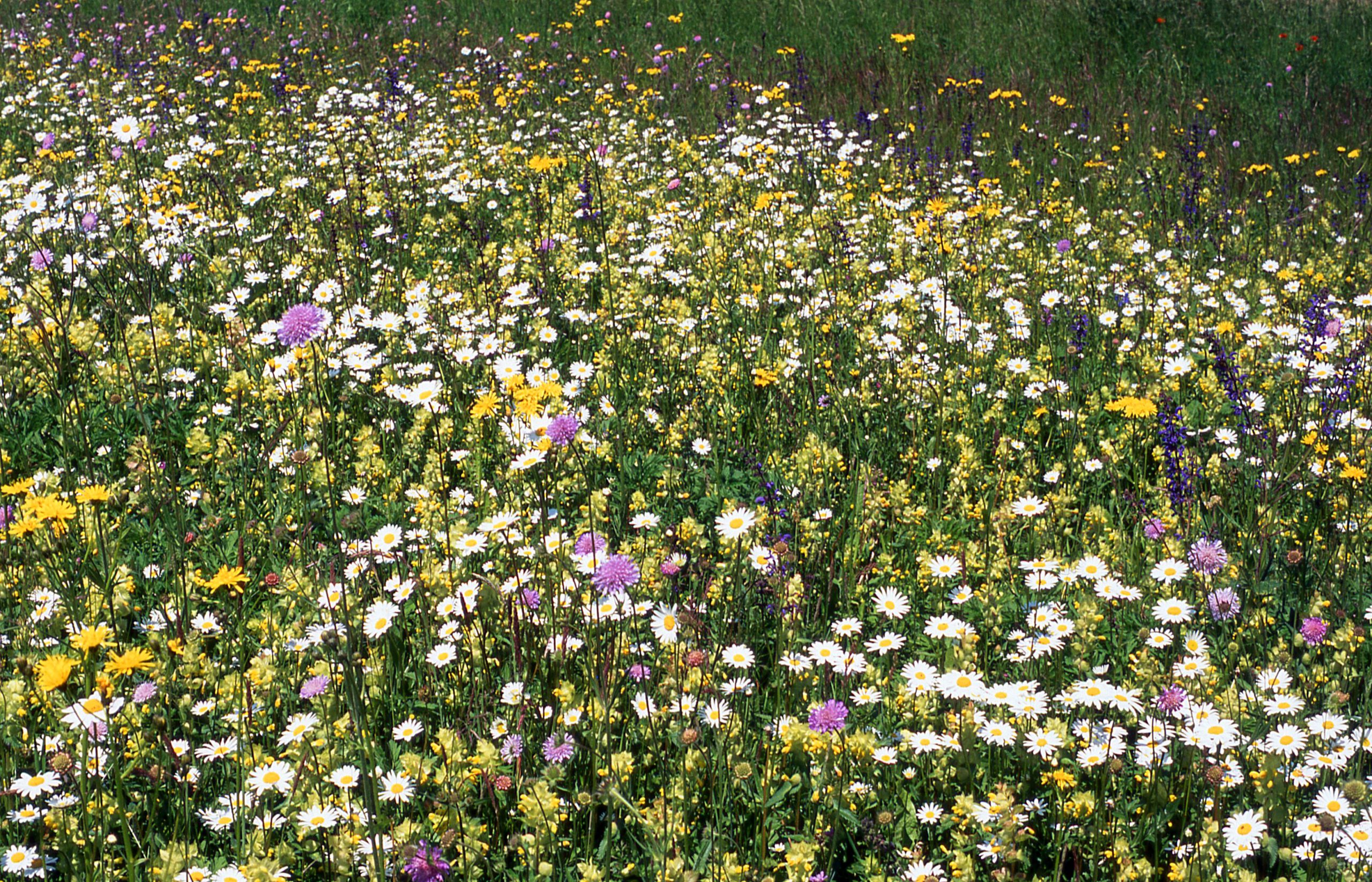 915.593 Floramengsel nr. 3