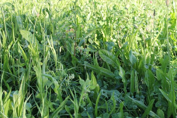 PVM Gras Kräutermischung für sandige Böden
