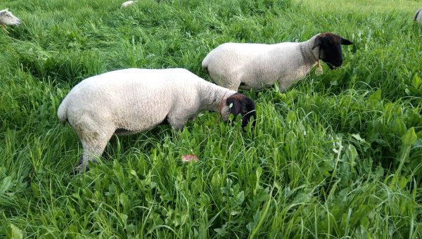 PVM Kleinvee- schapenmengsel – PRIJS OP AANVRAAG
