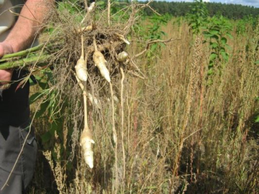 Topinamboer (Aardpeer)