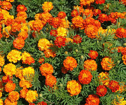 Tagetes - African seed