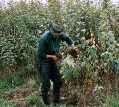 Topinamburfeld3_b400