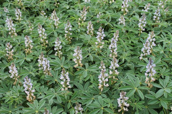 Witte lupine