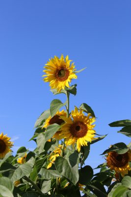 Sunflower high