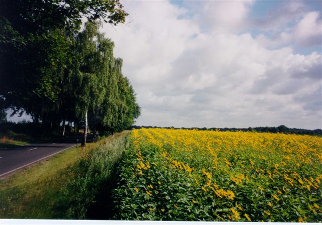 blühendes Topinamburfeld