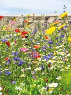Inheems bloemenmengsel voor vogels