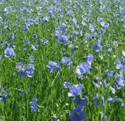 Linseed / Flax